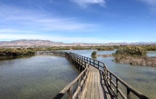 Parque Natural del Hondo en Elche.