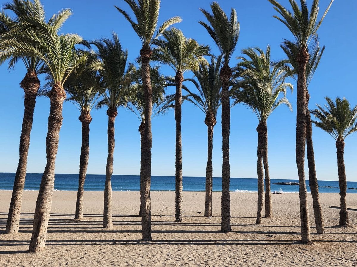 De palmbomen op het strand in Villajoyosa.