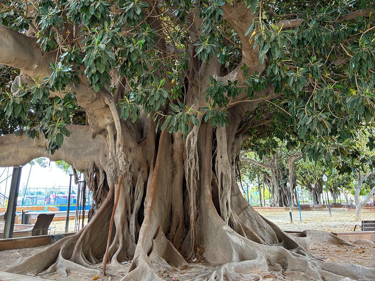 Parc Canalejas in Alicante.
