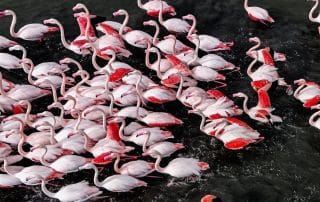 Parque Natural de las Salinas de Santa Pola.